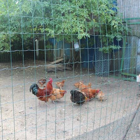 Agroturystyka Kociewiak Szteklin Bagian luar foto